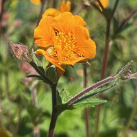 Geum 'Karlskaer'